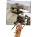 Cat Scratching Board