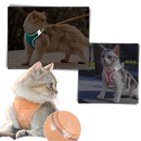 Pet Harness and Leash Set