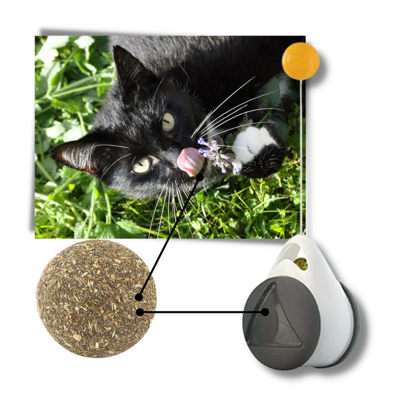 Interactive ball toy for cats