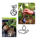 Pack of 3 Air Layering Plant Boxes