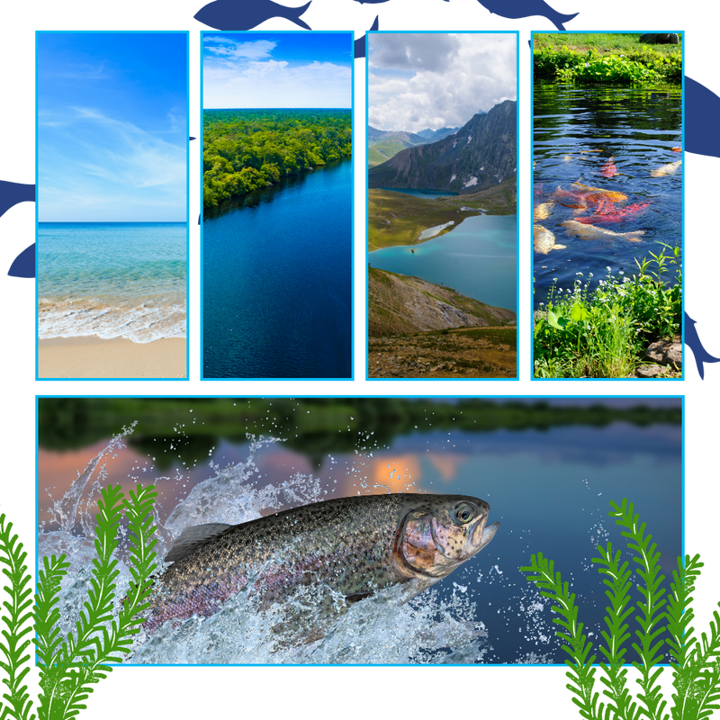 Daily Surprises Fishing Advent Calendar