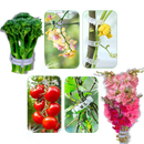 Easy Clip-On Plant Support