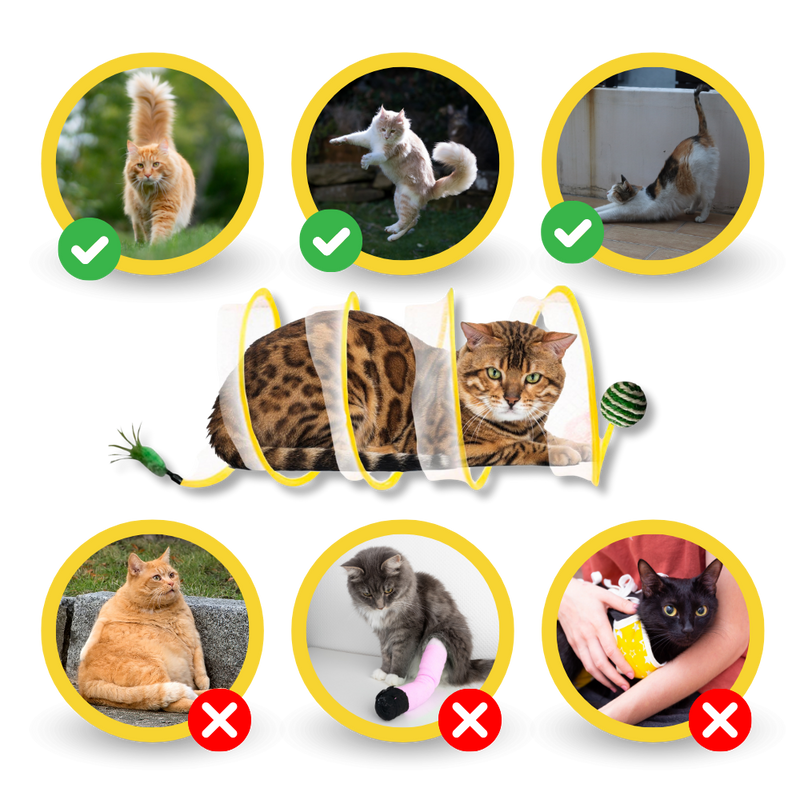 Interactive Compact Cat Tunnel
