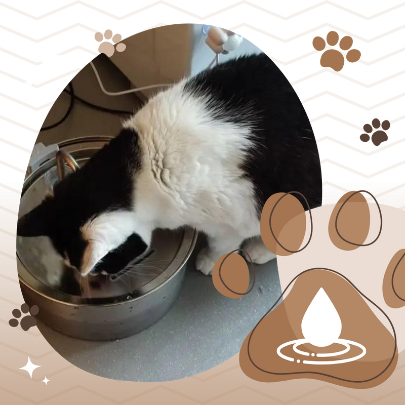 Large Capacity Cat Drinking Fountain