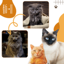 Multi-function Cat Slicker Brush