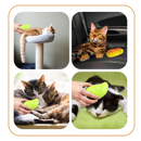 Multi-function Cat Slicker Brush