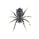 Natural Movement Spider Lures