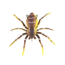 Natural Movement Spider Lures