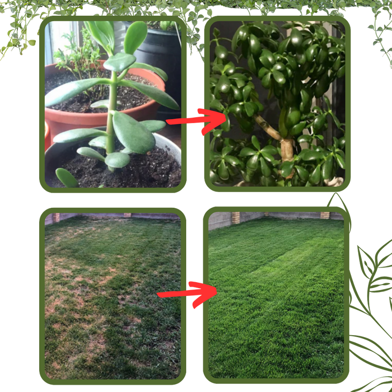 Organic Nutrients Soil Activator