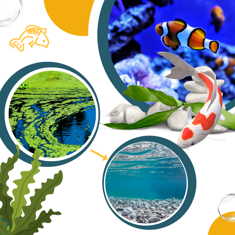 Preventive Aquarium Algaecide