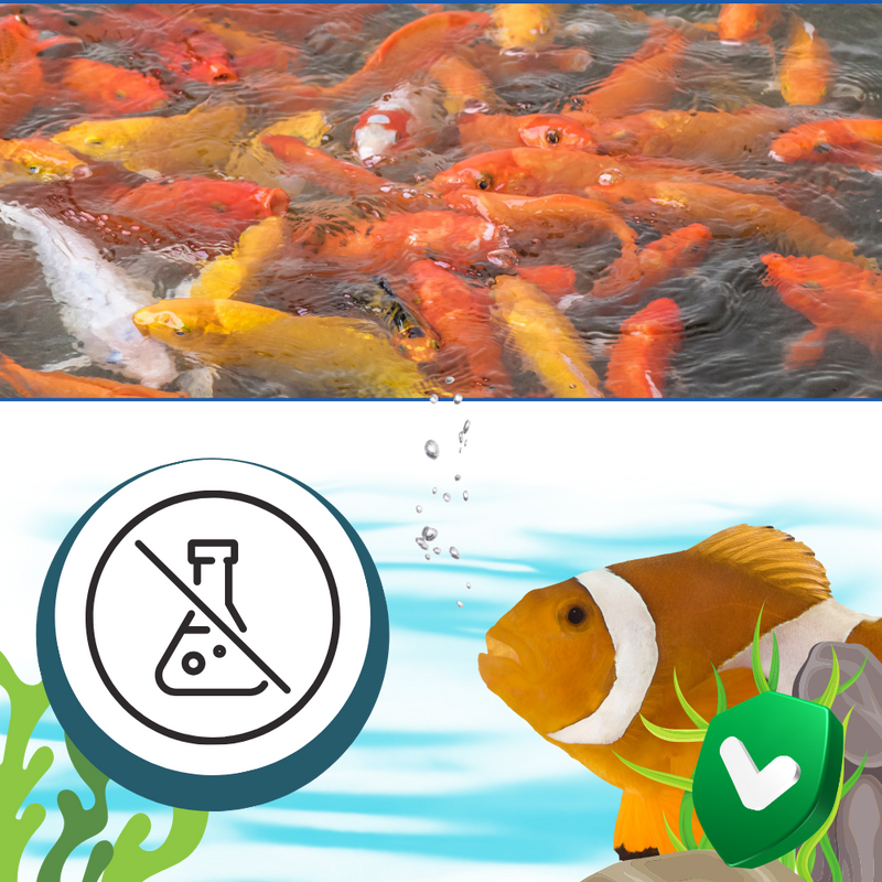Preventive Aquarium Algaecide
